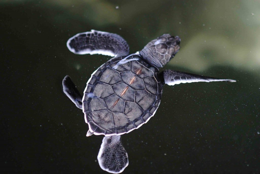 Turtle in Kalameitiya, Sri Lanka