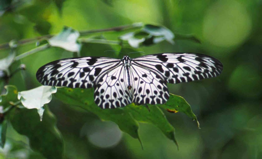 Ceylon Tree Nymph