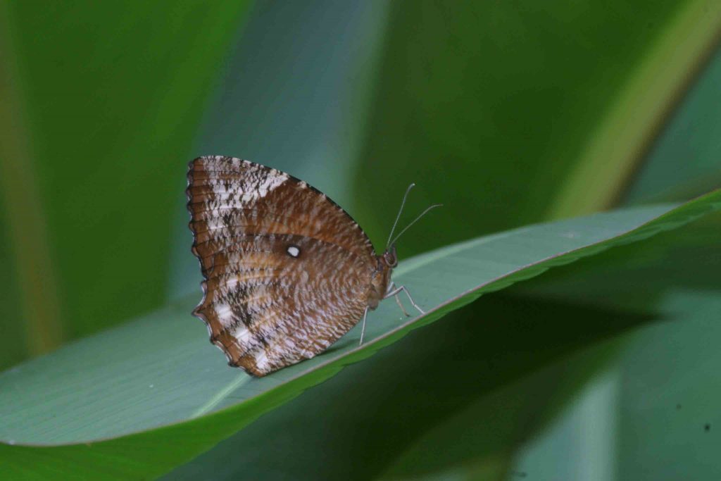 Common Palm Fly in Sri Lanka