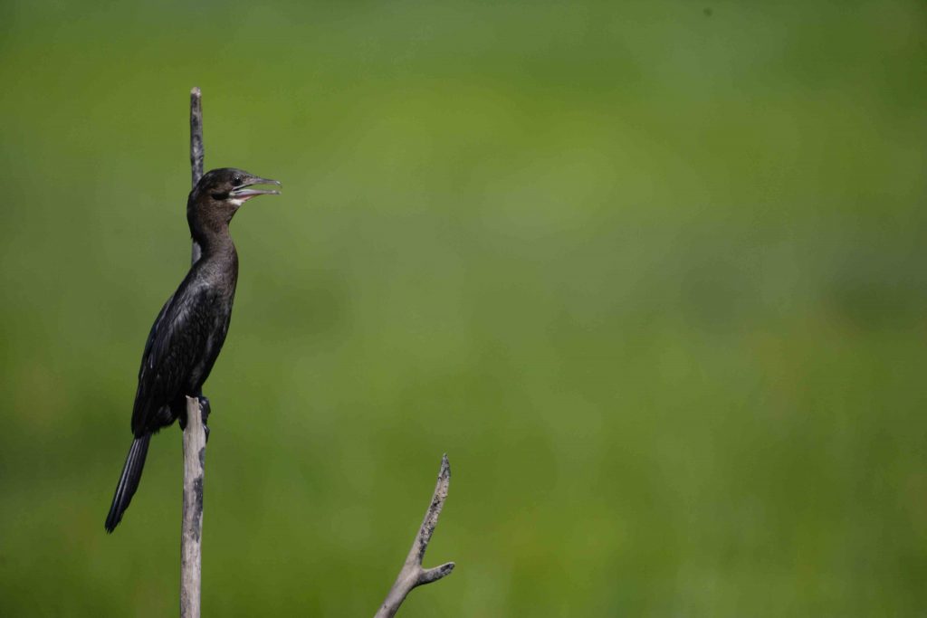 Little Cormorant in Sri Lanka
