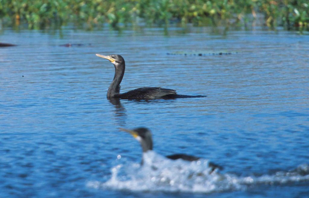 Great Cormorant