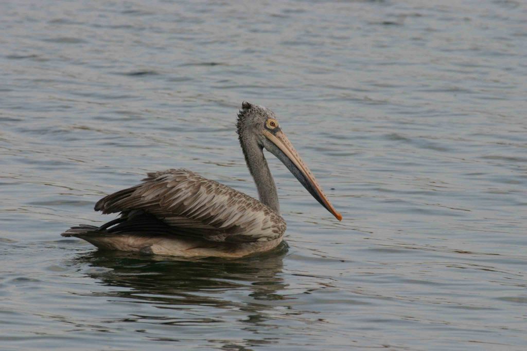 Spot Billed Pelican, Sri Lanka