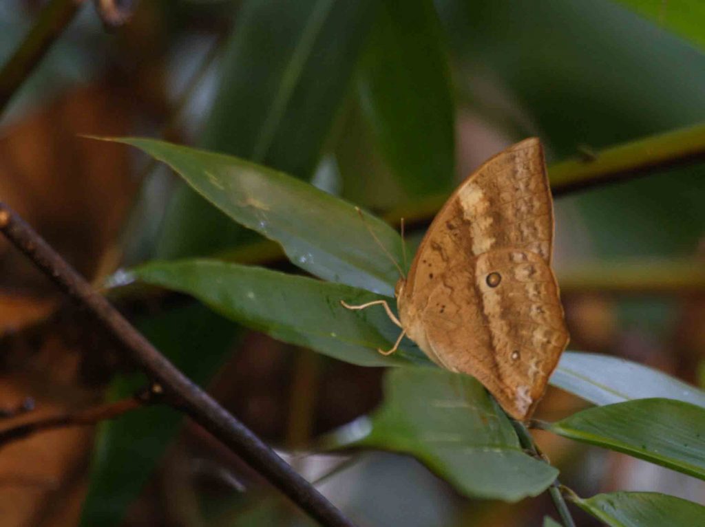 Discophora Lepida