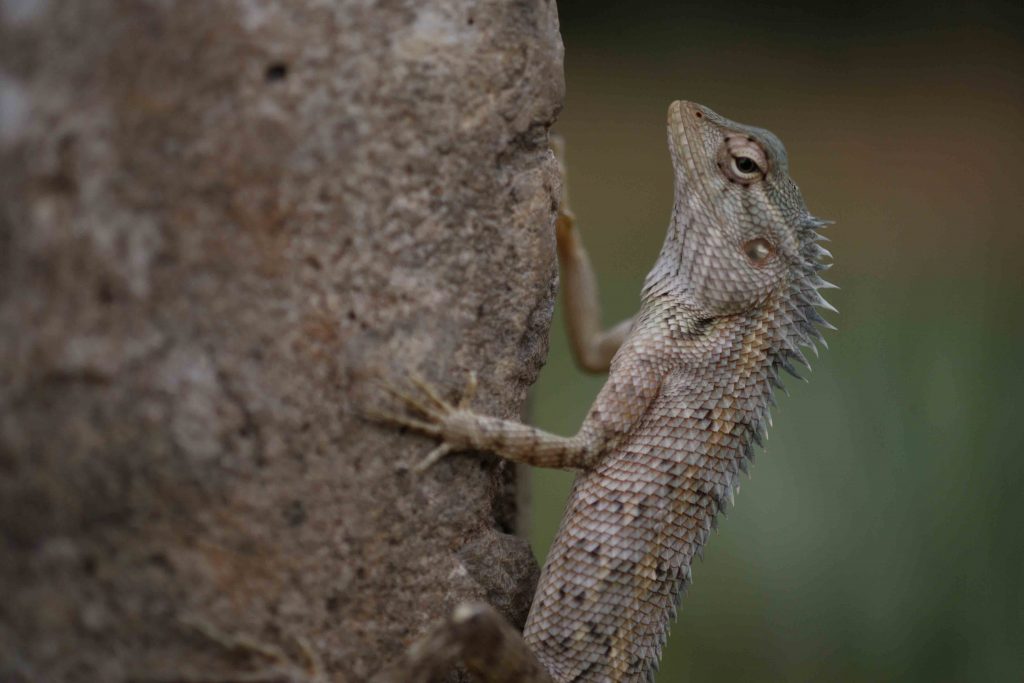 Common Garden Lizard