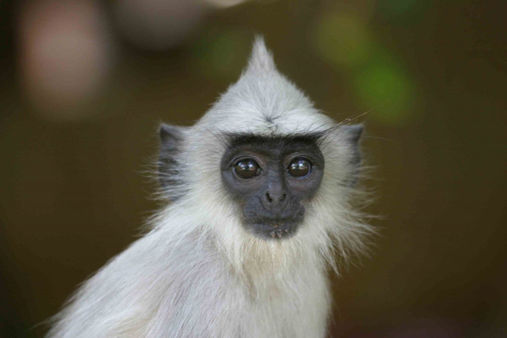 Hanuman Langur