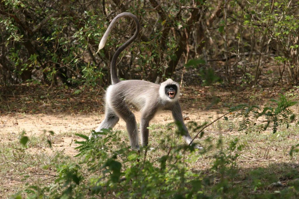 Hanuman Langur Snarling in Yala