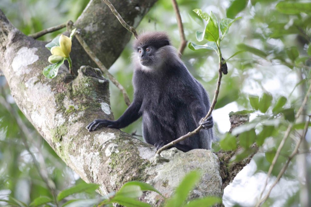 Purple Faced Leaf Monkey, Sri Lanka