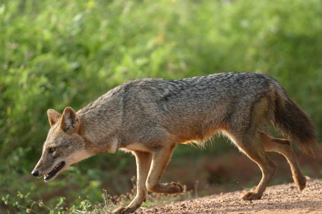 Jackal Trotting in Sri Lanka