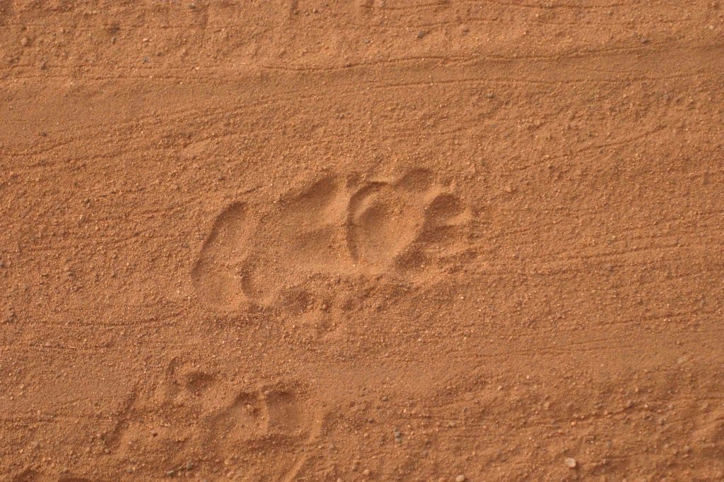 Bear Foot Prints