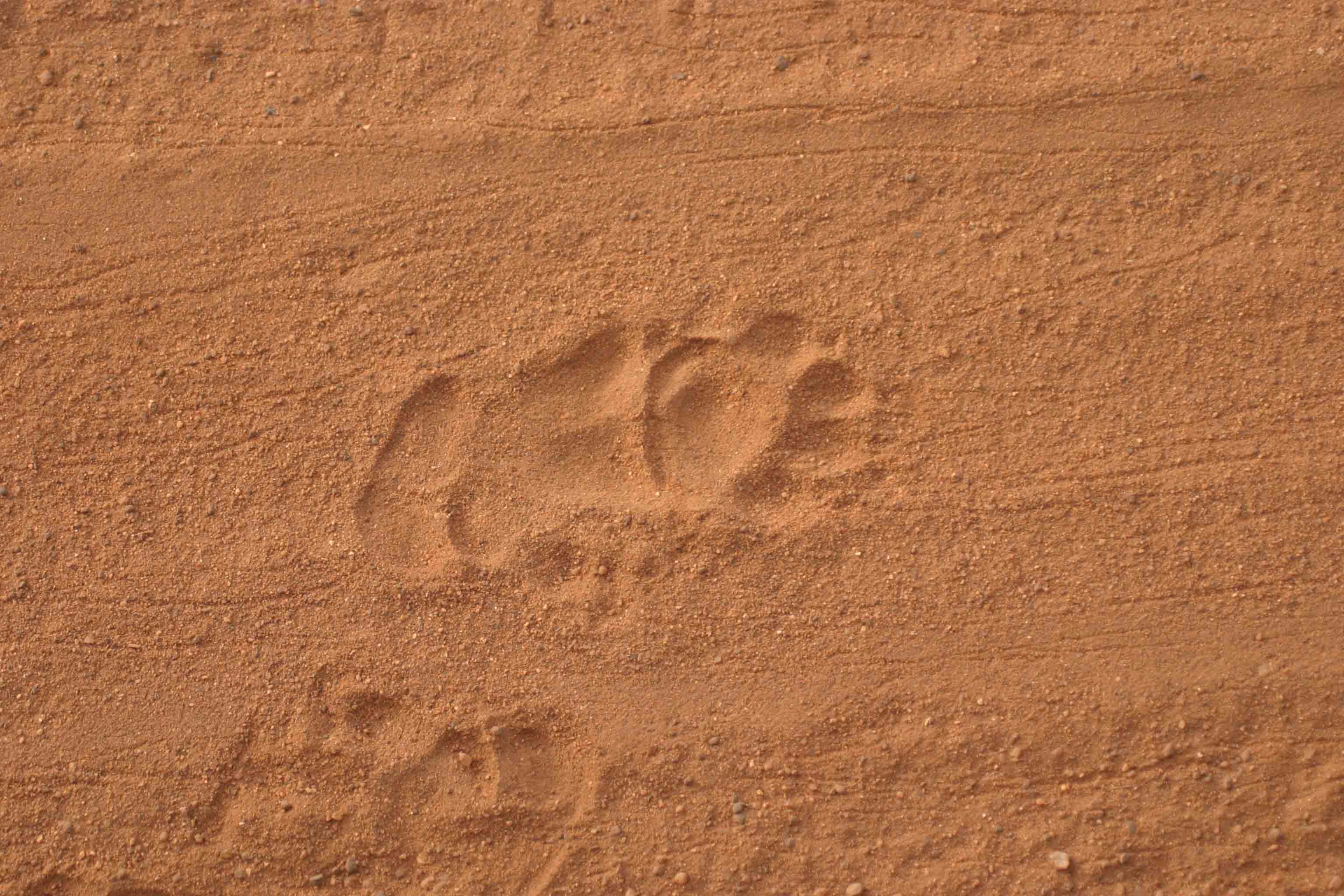 Sloth Bear Footprints Yala -