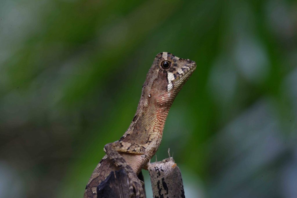 Kangaroo Lizard in Sri Lanka