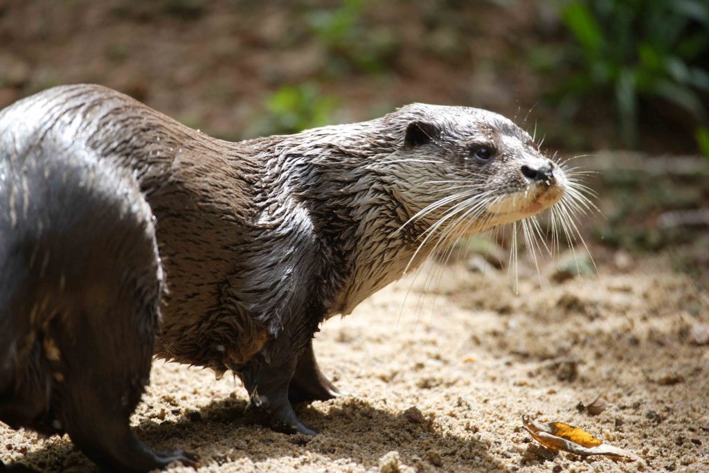 Otter in Sri Lanka