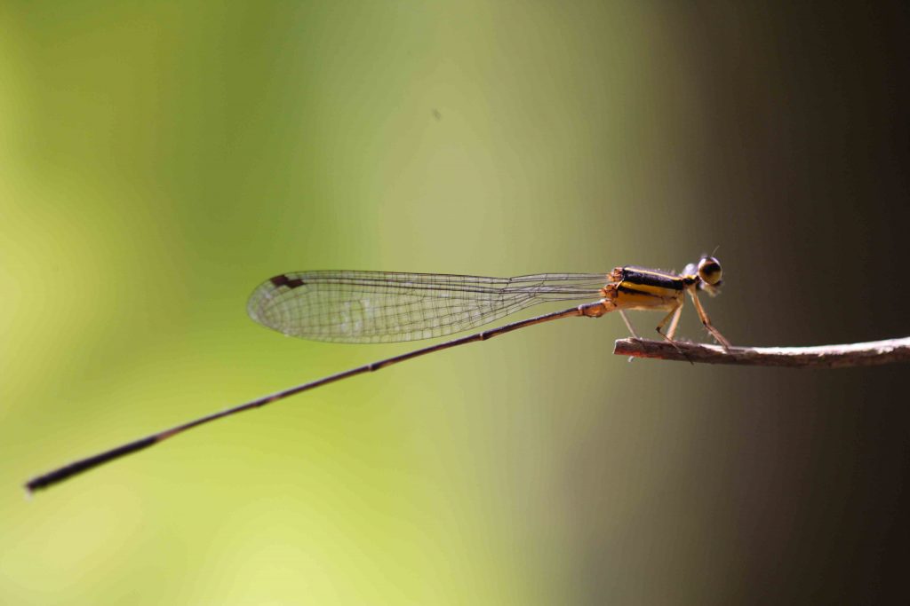 Two Spotted Threadtail in Sinharaja