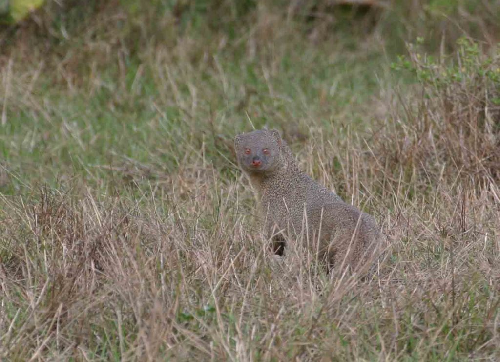 Grey Mongoose, Yala