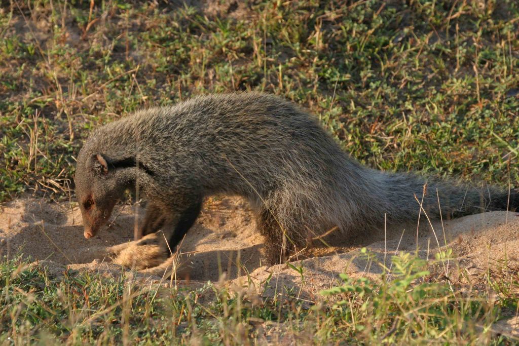 Stripe Necked Mongoose, Yala