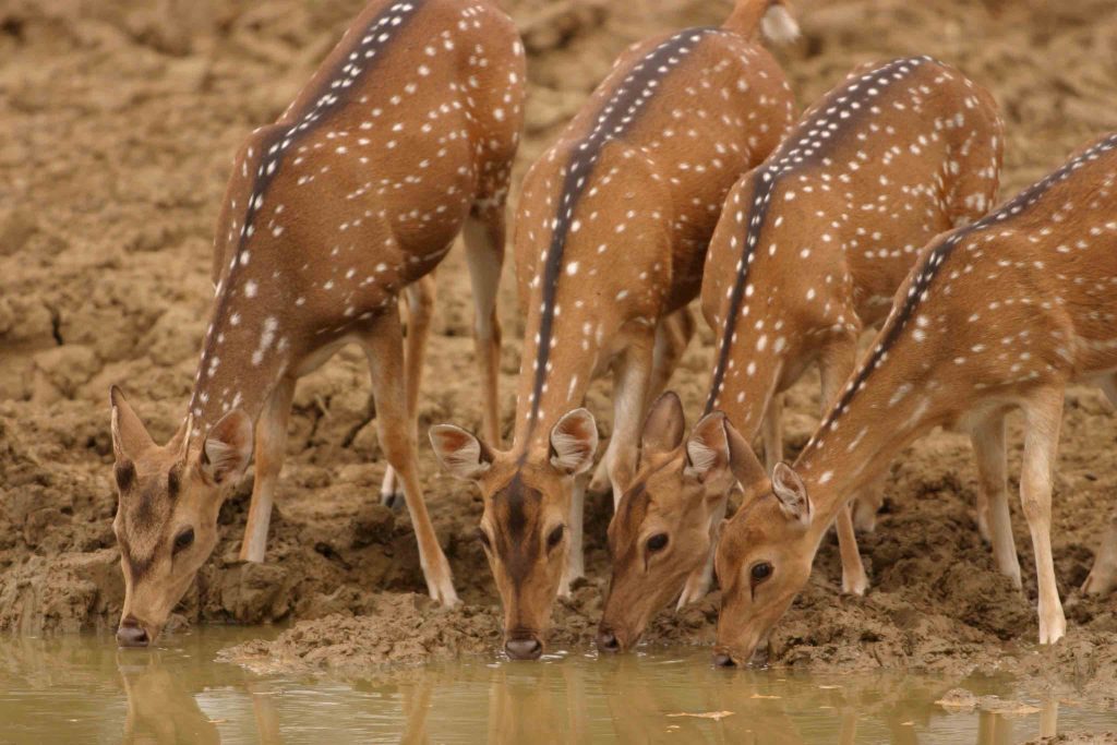 Spotted Deer, Yala, Sri Lanka