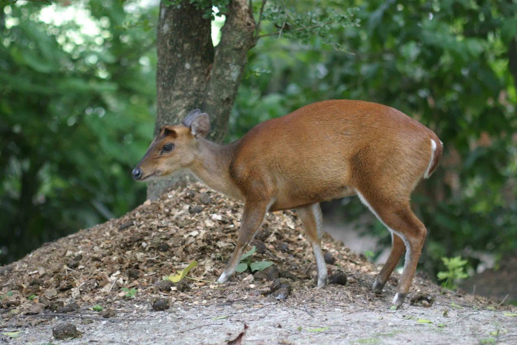 Indian Muntjac, Sri Lanka