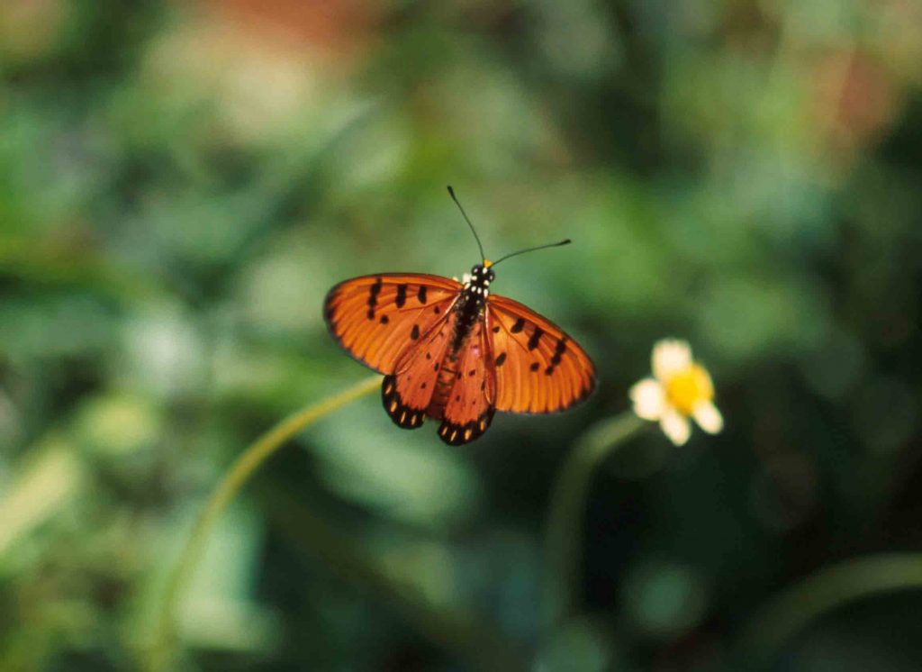 Tawny Coster Acraea in Sri Lanka