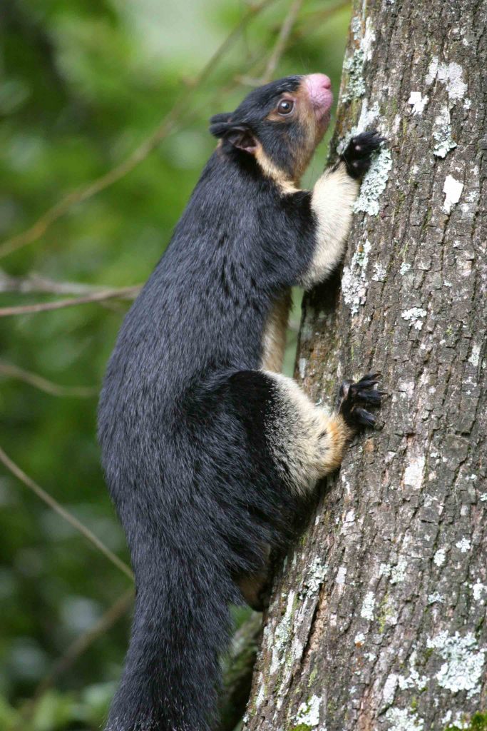 Grizzled Indian Squirrel, Sri Lanka