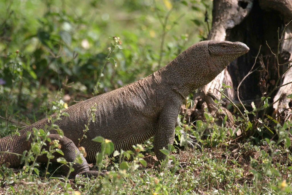 Monitor, Sri Lanka