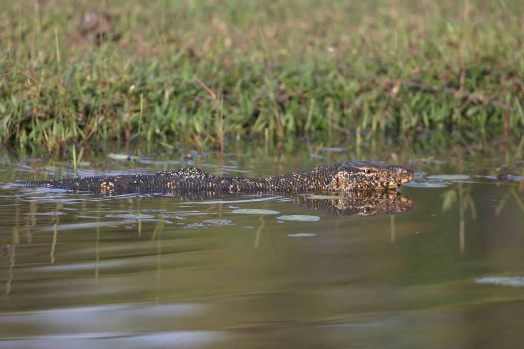 Monitor in Thalangama