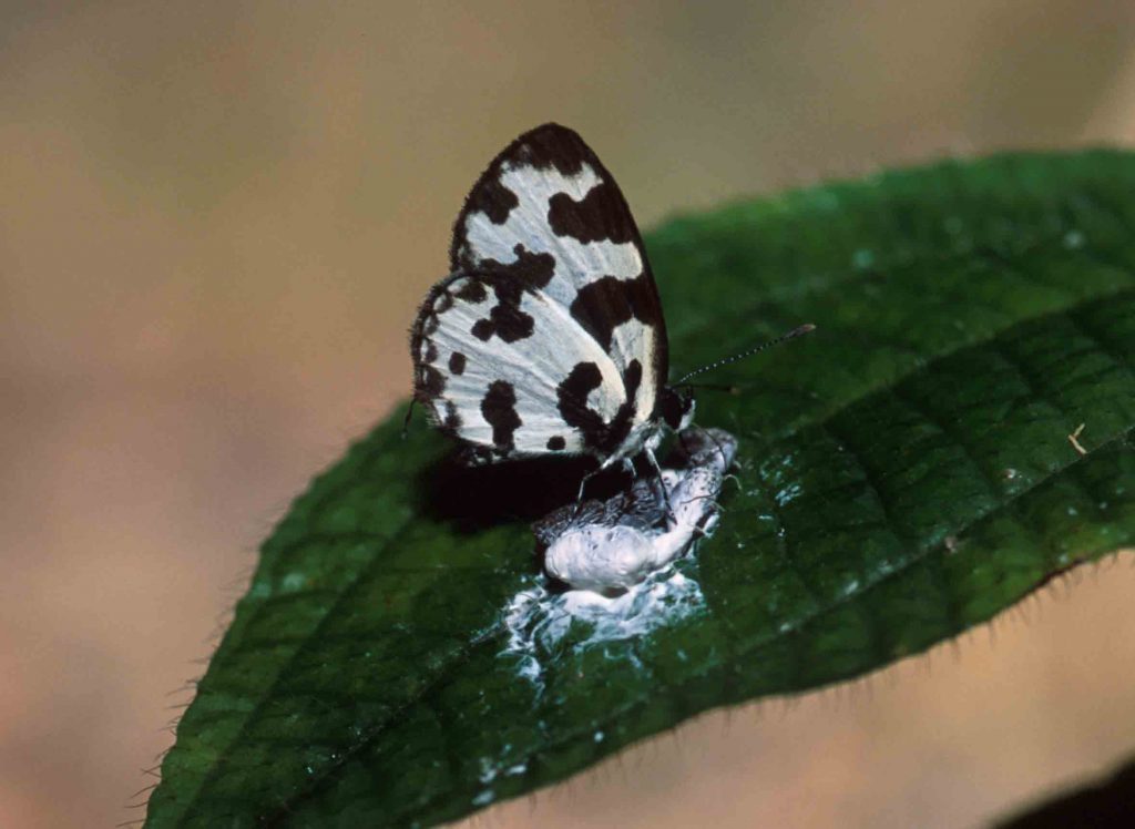 Angled Pierrot Butterfly in Sri Lanka