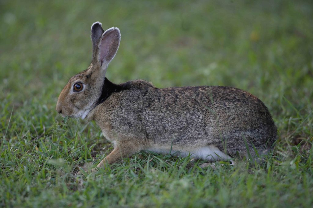 Black Naped Hare, Sri Lanka