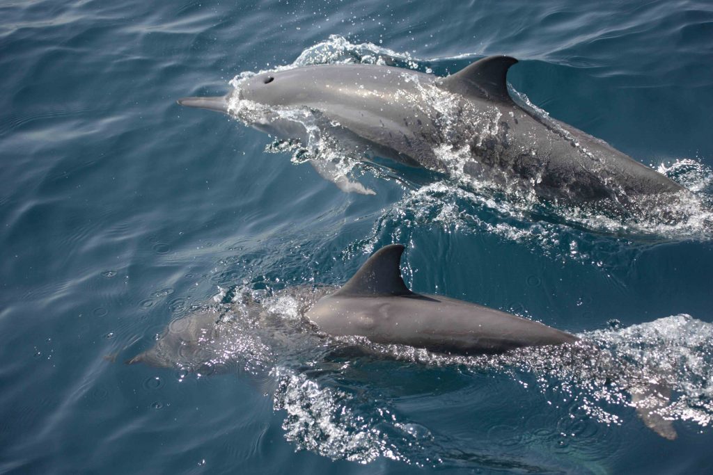 Spinner Dolphin, Sri Lanka