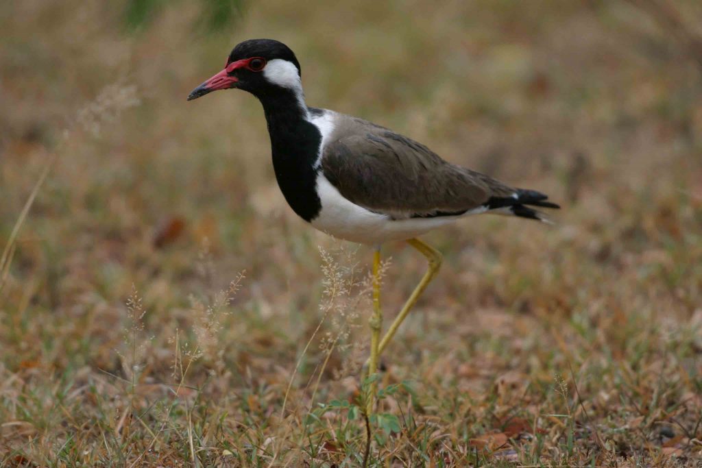 Red Wattled Lapwing, Yala