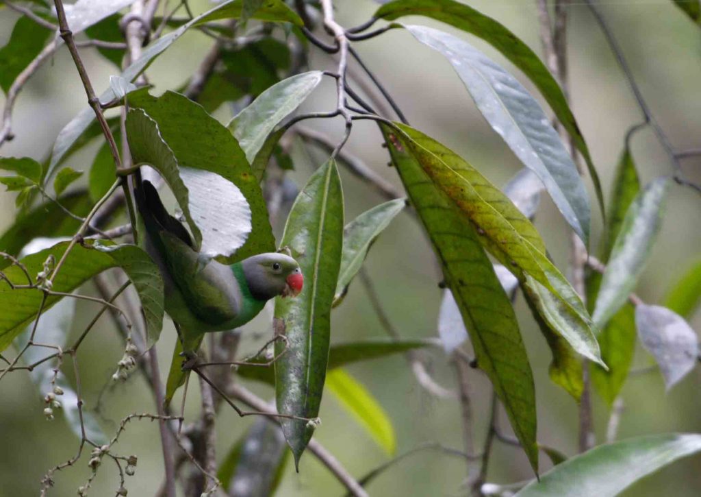 Layard's Parakeet Parrot, Sri Lanka