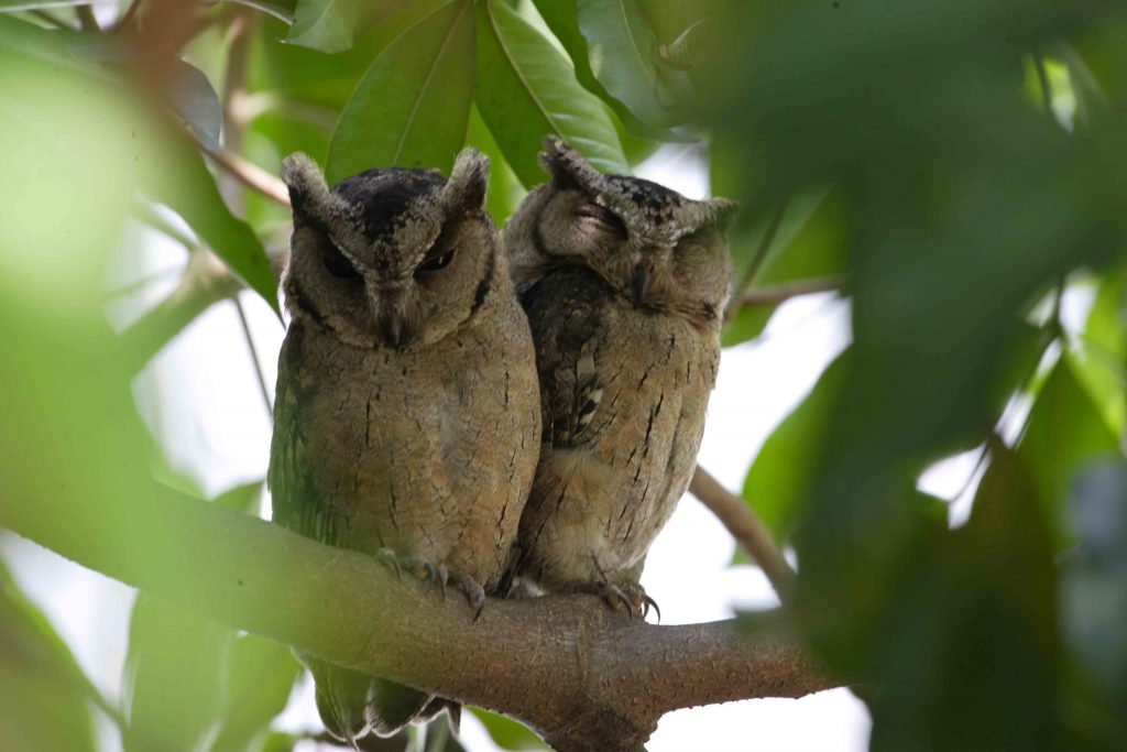 Indian Scops Owl, Sri Lanka