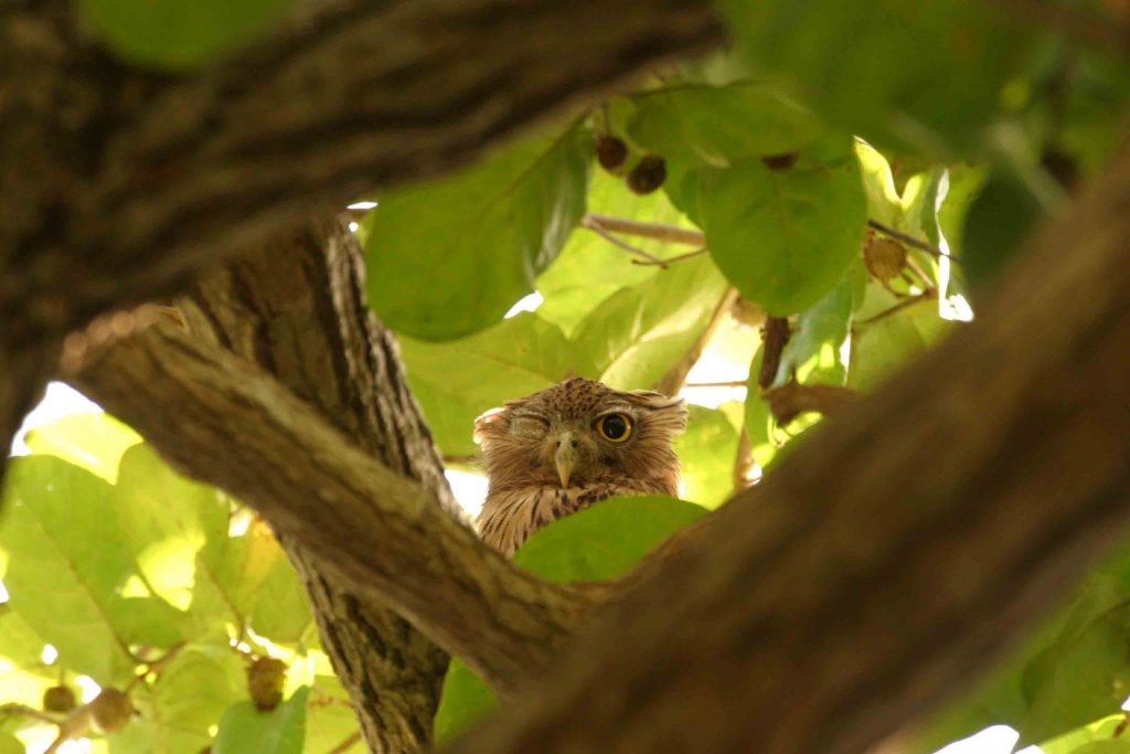 Brown Fish Owl, Habarana