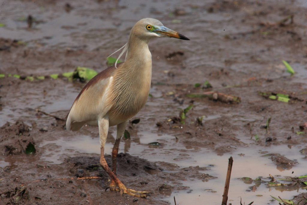 Indian Pond Heron, Sri Lanka