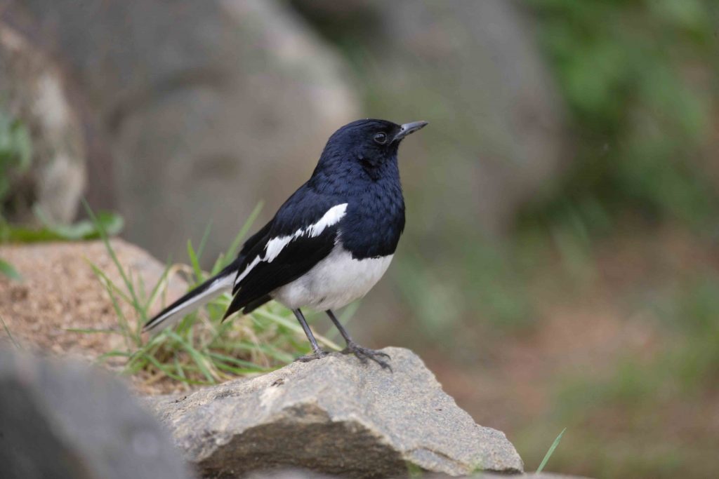 Oriental Magpie Robin in Sri Lanka