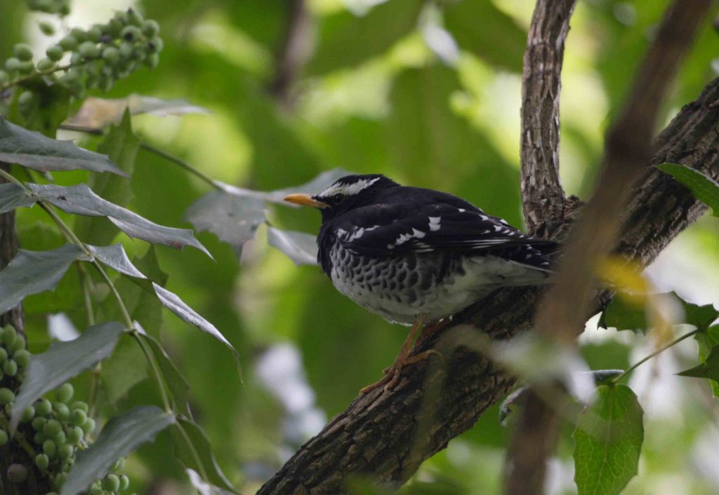 Pied Thrush in Nuwara Eliya