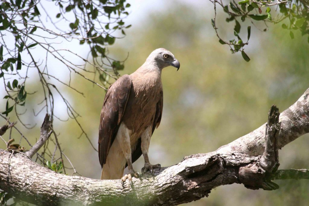 Grey Headed Fish Eagle, Sri Lanka