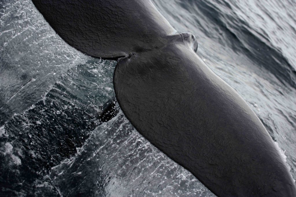 Whale Watching in Sri Lanka