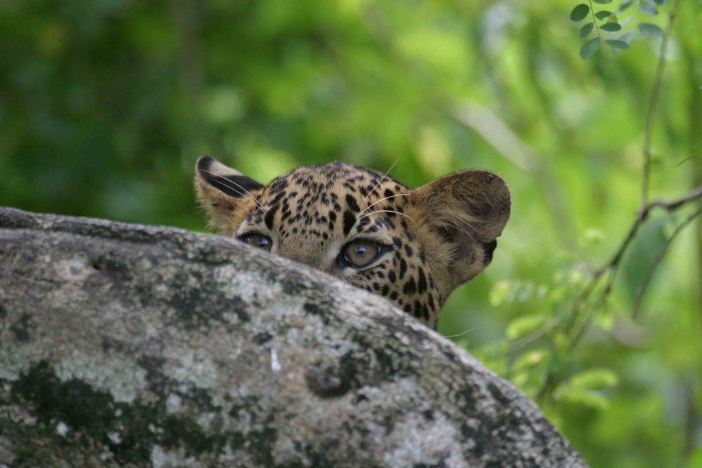 Leopard in Sri Lanka