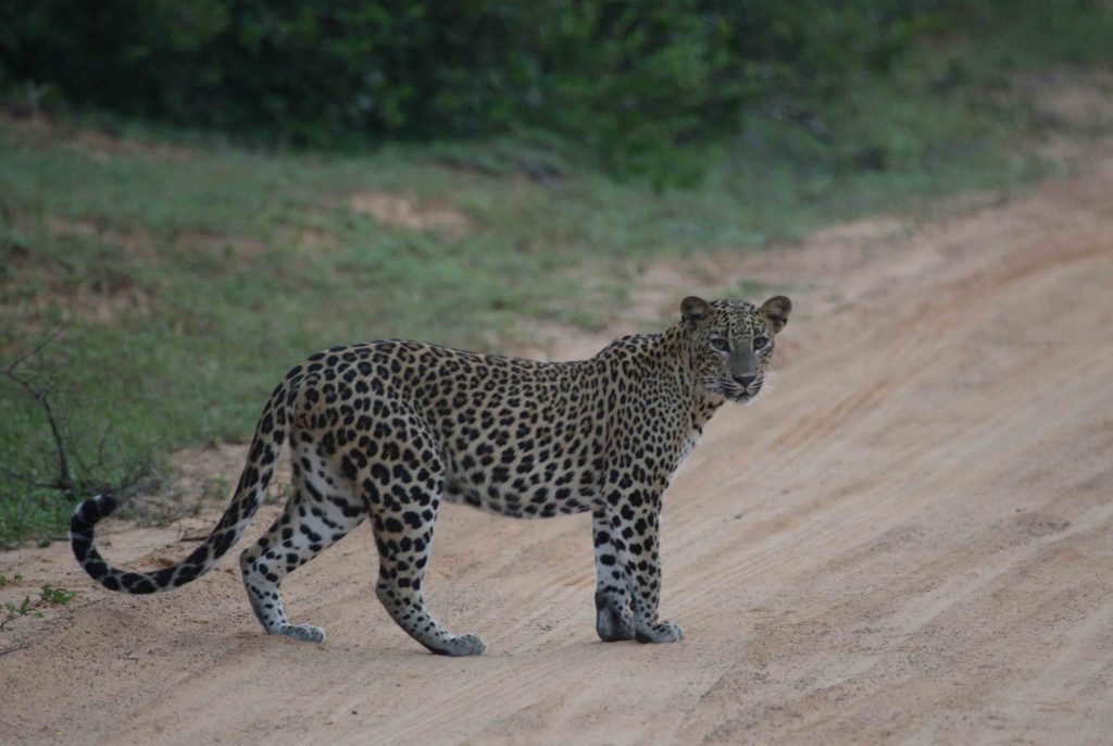 Leopard Encounters in Sri Lanka