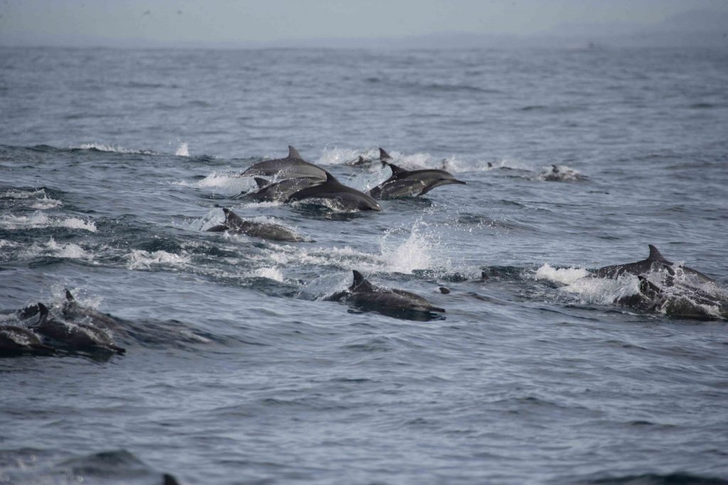 Dolphin Watching in Mirissa, Sri Lanka