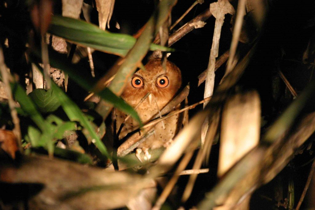 Scops Owl in Sri Lanka