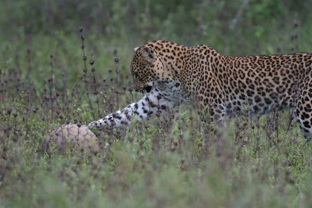 Leopard in Yala, Sri Lanka