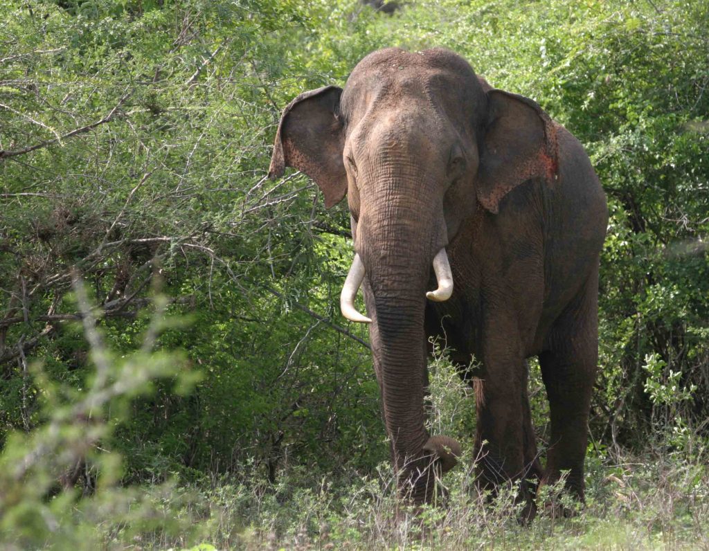 Tusker in Yala, Sri Lanka