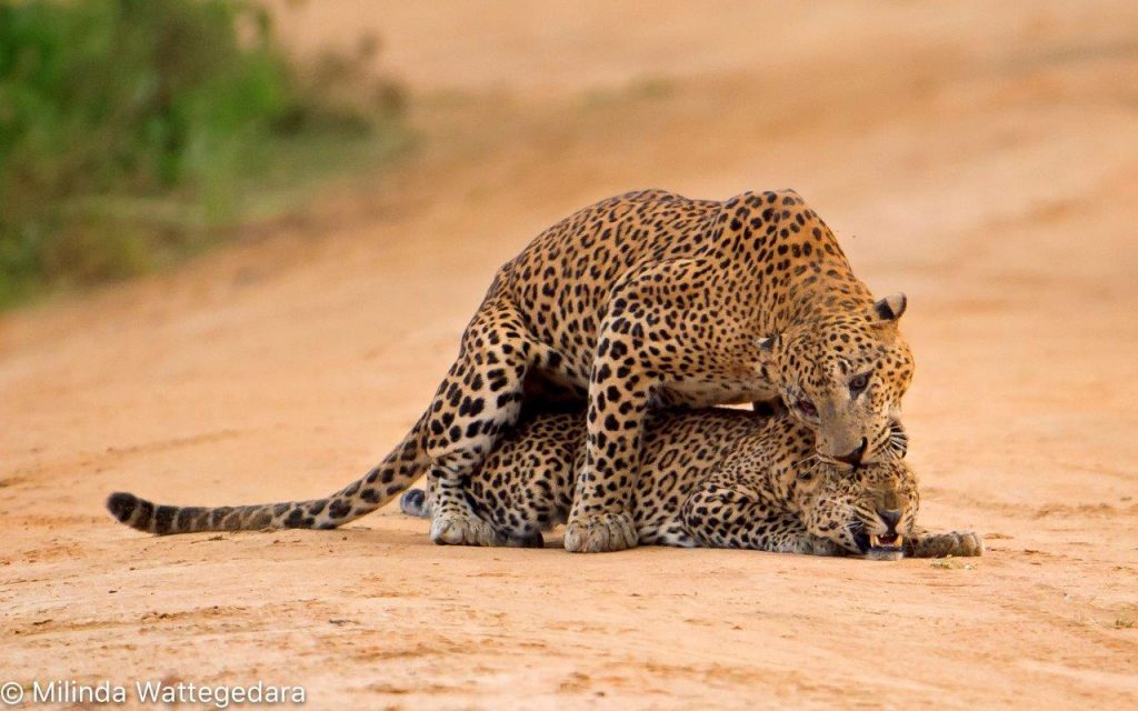 leopard mating