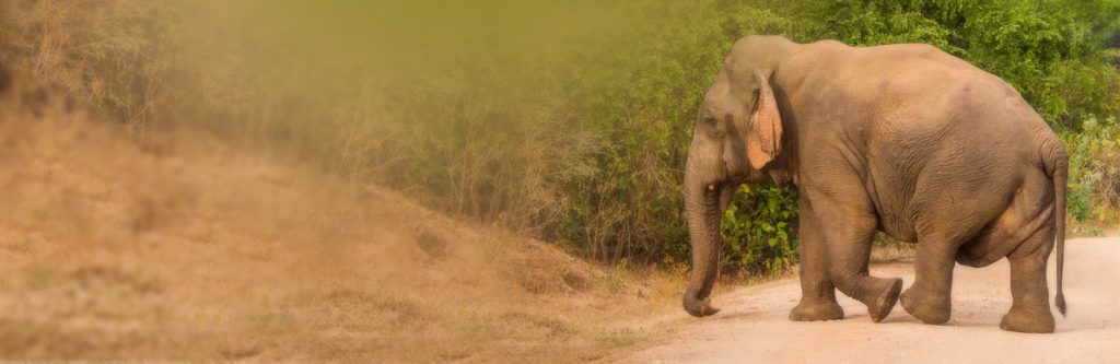 udawalawe dwarf elephant