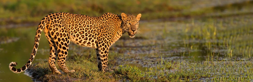male leopard wilpattu