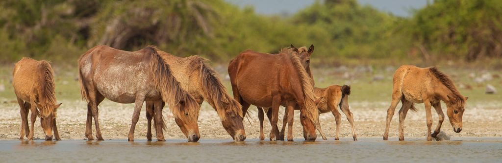 wild ponies delft island