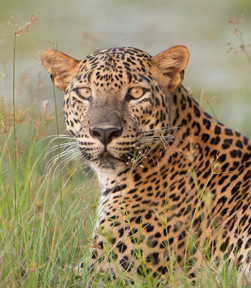 leopard at wilpattu