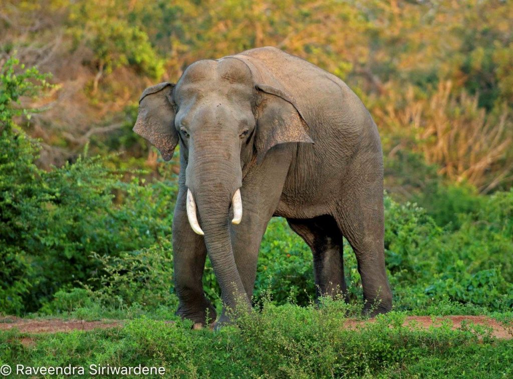 elephant at yala