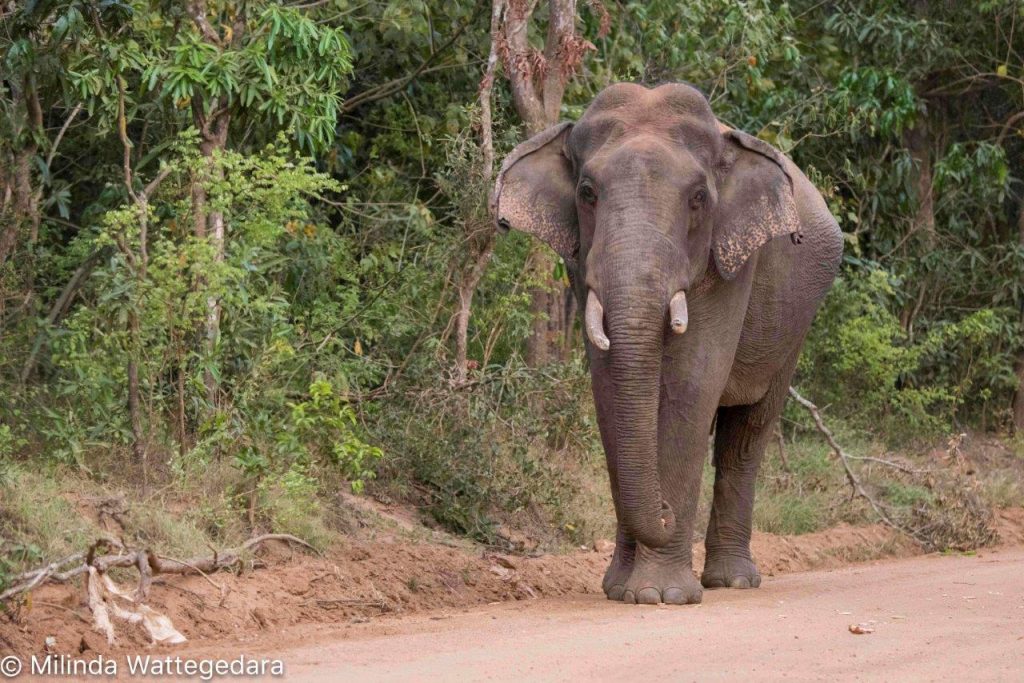 tusker safari